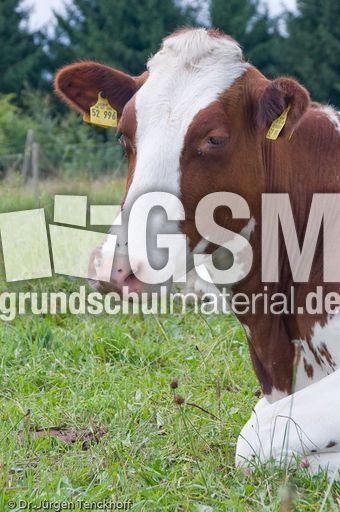 Hausrind (102 von 174).jpg